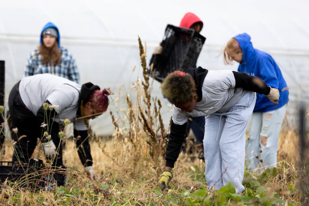 Students help pull weeds at the SAP.
